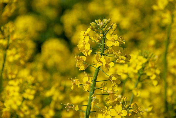 Is Canola oil actually that wholesome?