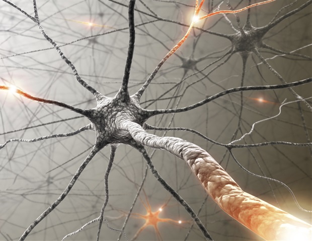 Research team identifies previously unknown ability of the autonomic nervous system