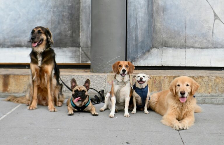 Dog Flu Outbreak Forces Animal Shelter To Shut Down Temporarily