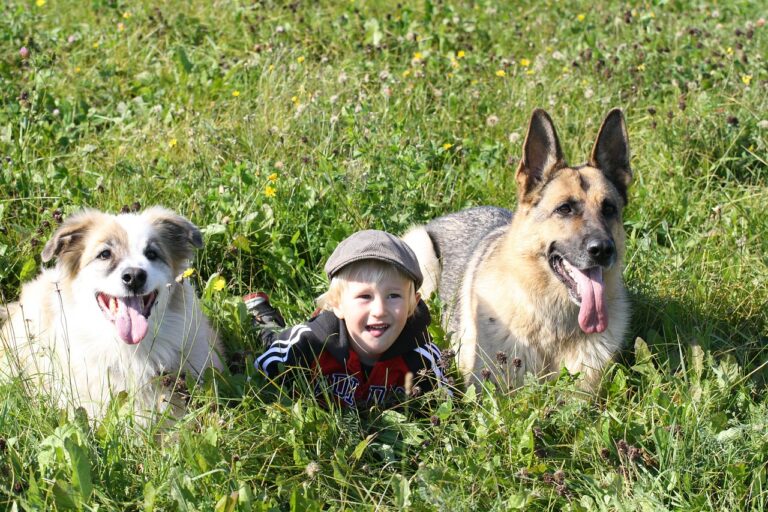 Mystery Illness That Killed Dozens Of Dogs In Michigan Identified