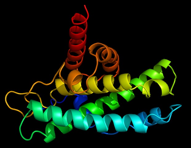 NIH researchers develop three-dimensional structure of twinkle protein