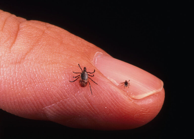 Pfizer Preps Major Lyme Disease Vaccine Trial