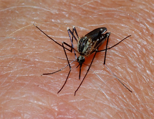 Novel noninvasive test for malaria doesn’t require a blood sample