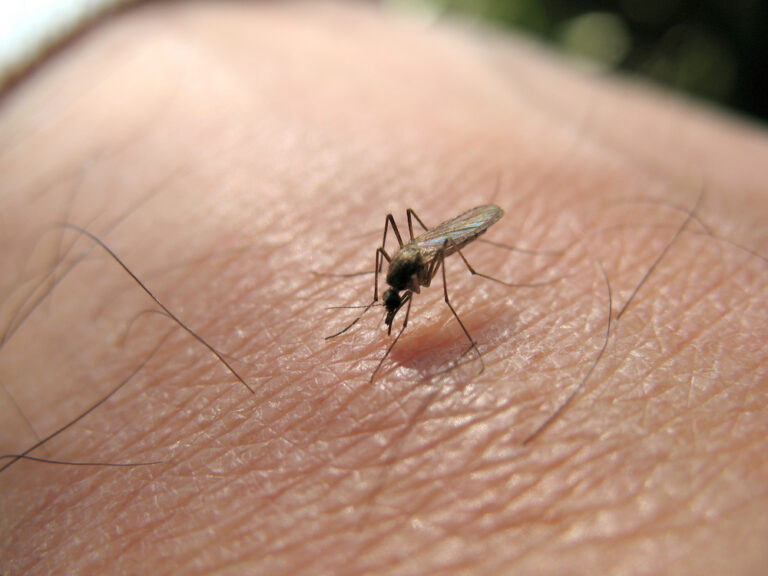 What Is West Nile Virus? 2 Cases Reported In Latest York City