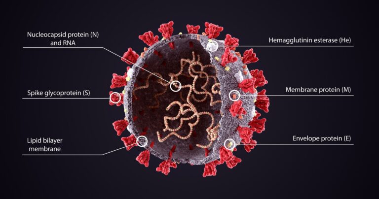 An improved COVID-19 vaccine shows promise against Omicron in experimental models