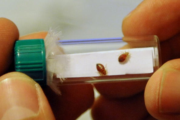 Bed Bugs Produce This Chemical In Large Amounts, Study Finds