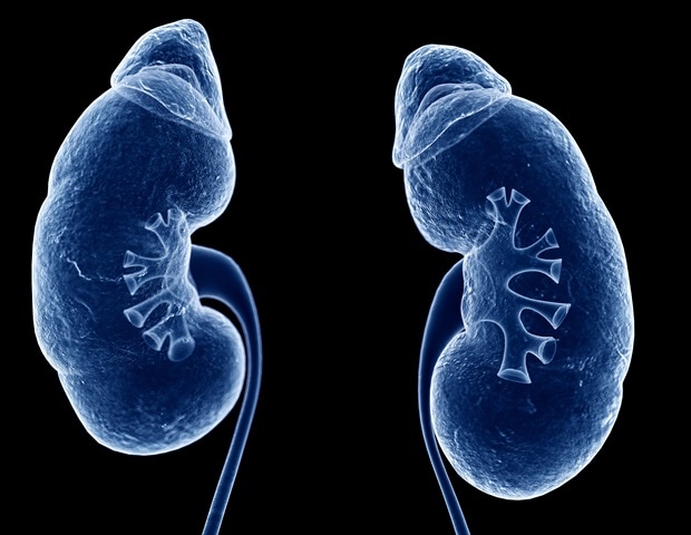 Scientists discover recent mechanism for kidney cell renewal