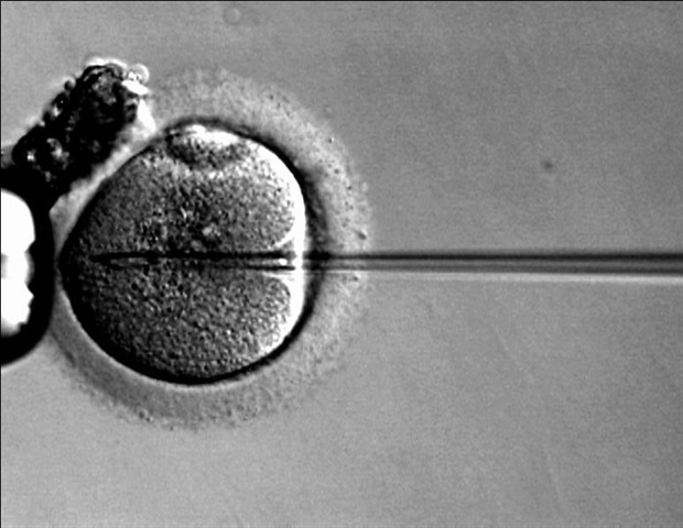 Researchers evaluate the dual-therapeutic effect of gene therapy in mouse model of osteosarcoma