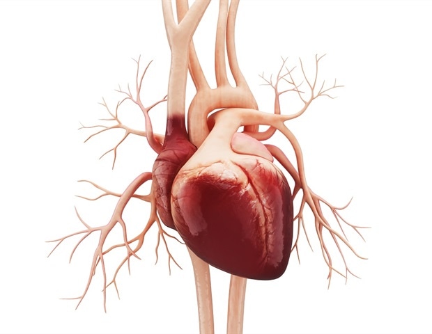 Study reveals TBX20 as a significant regulator of direct human cardiac reprogramming