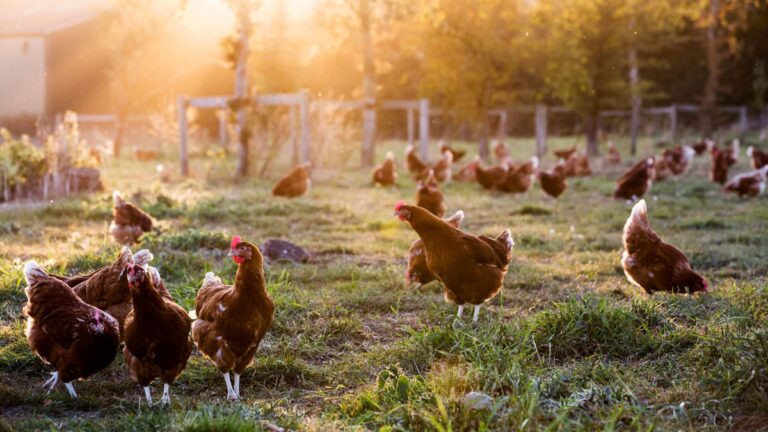 Chicken Yoga Is Officially Here