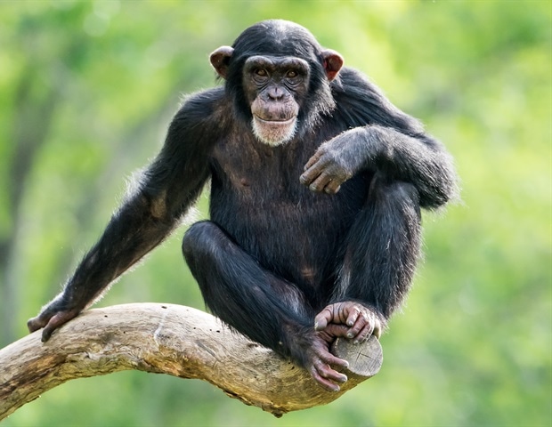 First evidence of lasting social relationships between chimpanzees and gorillas revealed