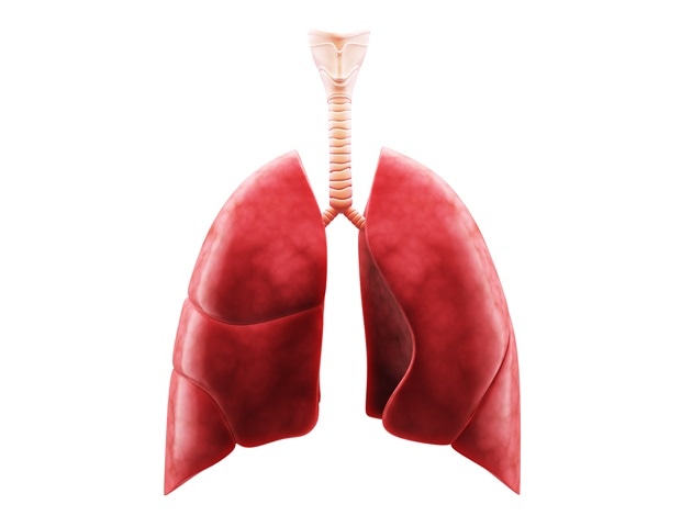 Study investigates microbial composition in bat lung tissue