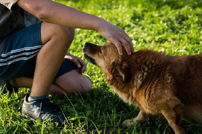 This Is What Happens To Your Brain When You Pet Dogs