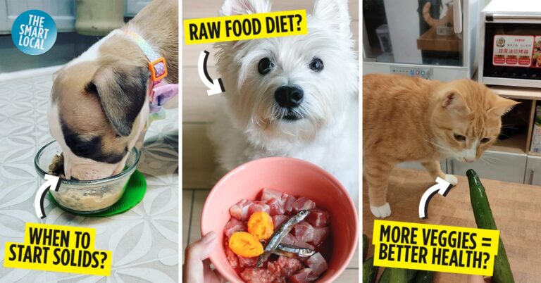 8 Lesser-Known Pet Diet Suggestions Based On Age