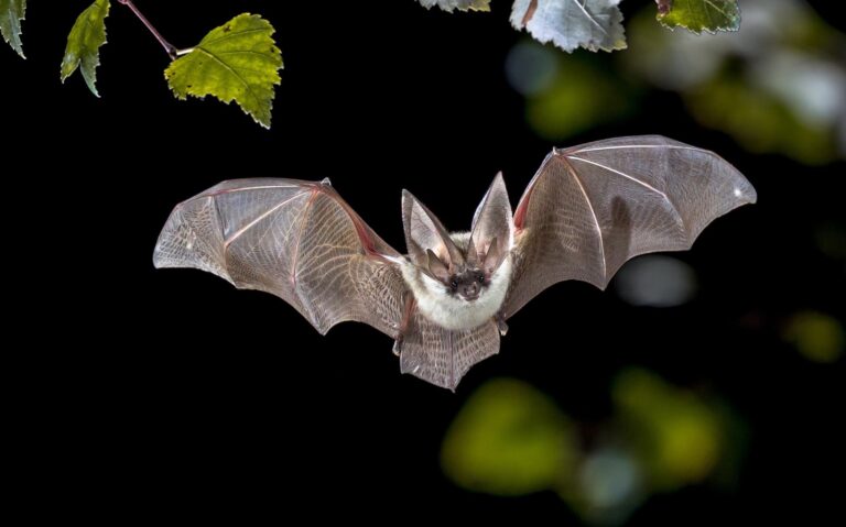 Bombali ebolavirus has been detected amongst bats in Mozambique