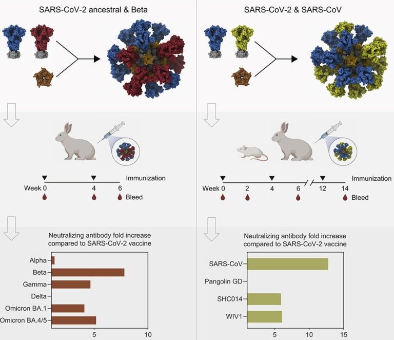 Nanoparticles displaying SARS-CoV-1 and SARS-CoV-2 spikes induce broad antibody responses in animal model