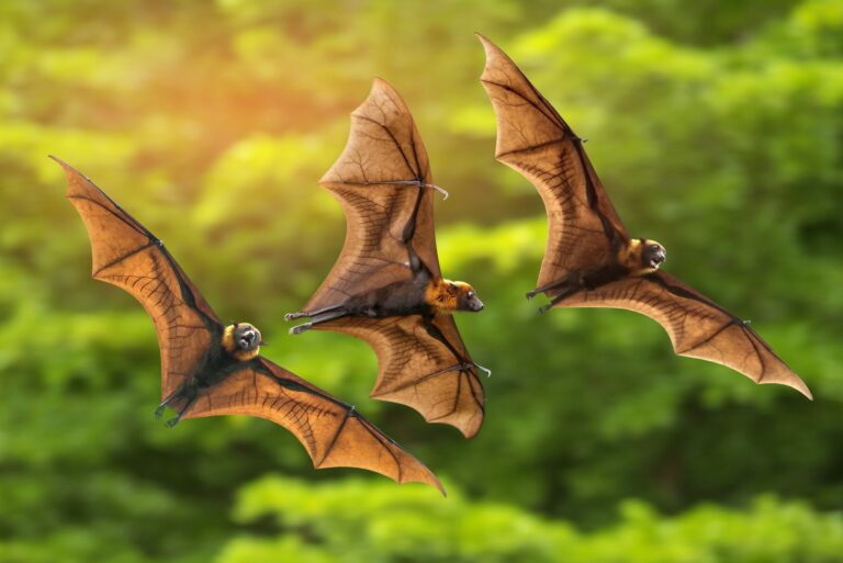 Scientists explore bat sarbecovirus isolation in Japan