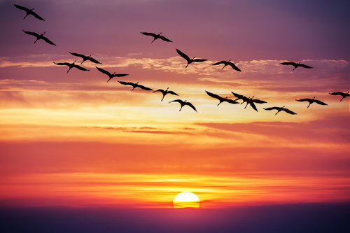 Watching And Listening To Birds May Profit Mental Health