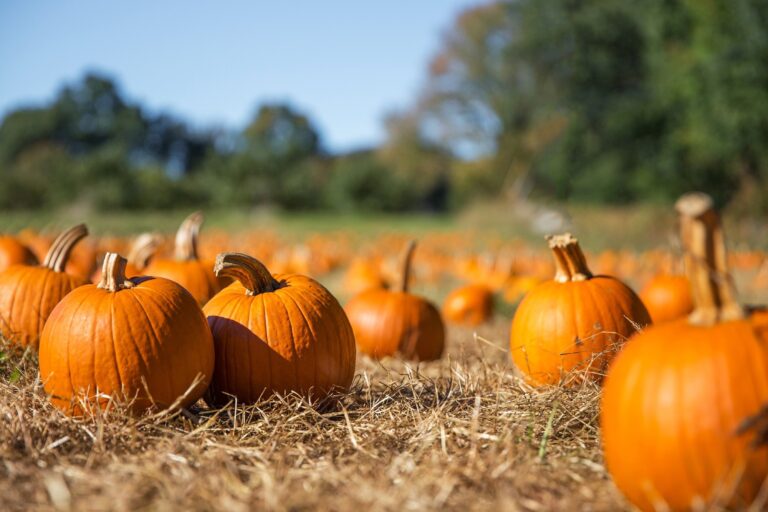 Pumpkin byproducts exhibit antioxidant and antimicrobial activity