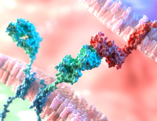 Improving CAR-based-immunotherapies using a molecular anchor