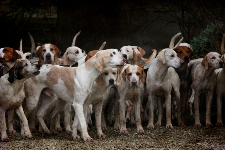 More Philadelphia Pets Get Sick As Virus Spreads