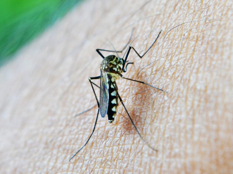 Scientists Discover Recent Malaria-Spreading Mosquito Species In Kenya