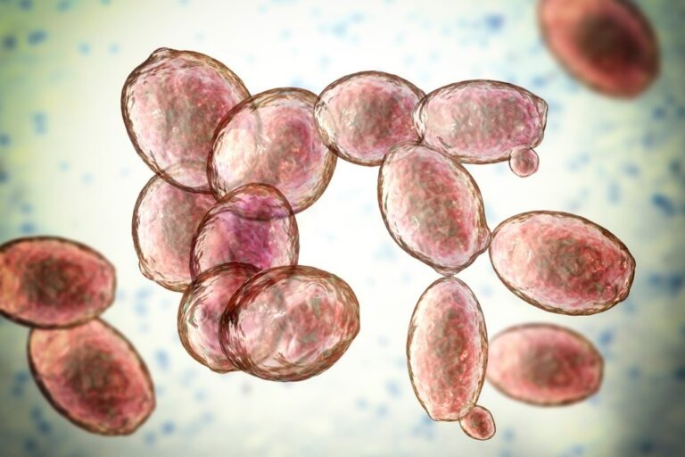 Study highlights the emergence of S. cerevisiae as an opportunistic fungal pathogen in immunosuppressed patients presenting several severe comorbidities