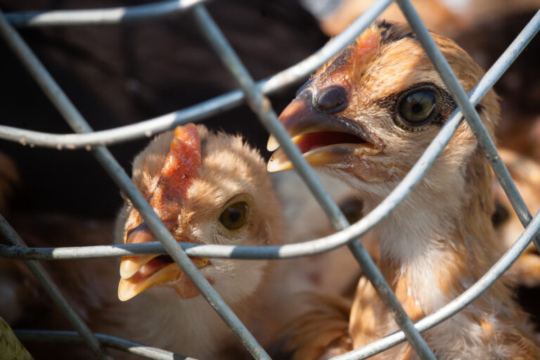 What Experts Are Doing To Prevent One other Pandemic Amid Bird Flu Outbreak