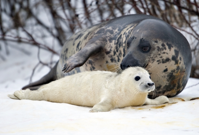 Bird Flu Infects, Kills Tons of Of Seals Along North Atlantic Coast