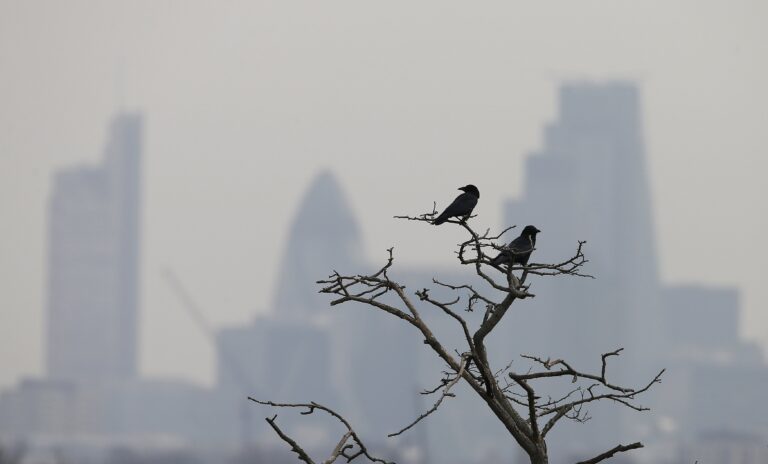 Recent Disease In Birds Caused By Plastic, Scientists Find