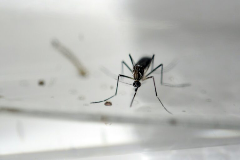 Recent Invasive Mosquito Species Found In Florida Raises Disease Concerns