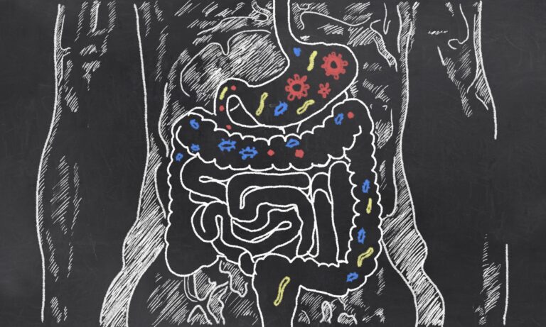 Studying gut bacteria’s role in muscle regeneration and get better