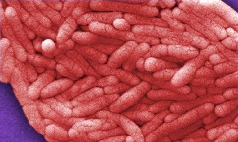 Memory T-Cells Are Key To Fighting Salmonella, Study Reveals How