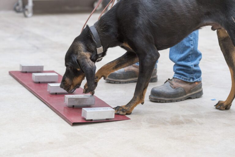 Pet Dog Dies After Chewing On Wild Goose Amid Bird Flu Outbreak