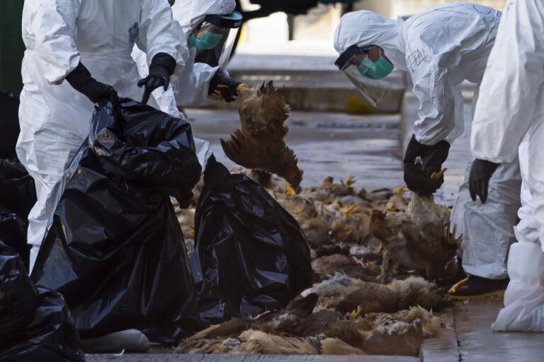 Woman In China Dies Of Bird Flu, First H3N8 Fatality: WHO