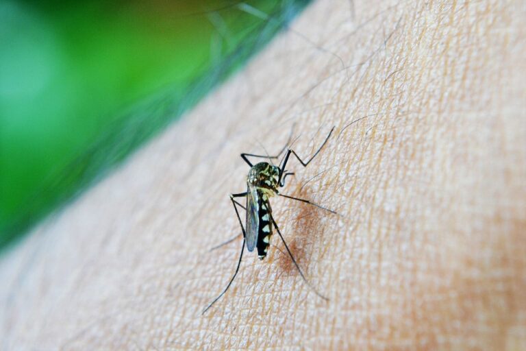 Rare Mosquito-Borne Disease Detected In Alabama; Know All About EEE