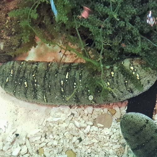 Sea cucumbers might be key ingredient in stopping diabetes