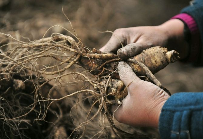 Korean Red Ginseng Shows Promise in Alleviating Alcohol Addiction Effects: Study