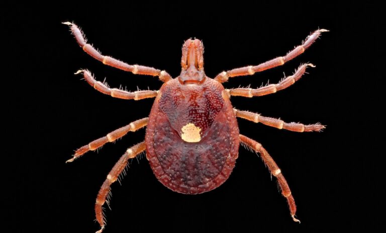 Meat Allergy From Tick Spit Is Getting Common, CDC Warns; Know Symptoms Of Alpha-Gal Syndrome