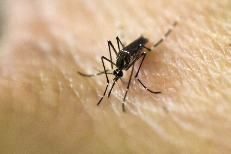 Rare But Deadly Mosquito-Borne Disease Detected In Michigan, Urging Precautions