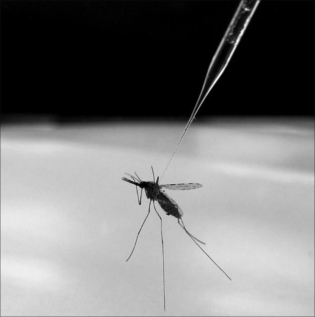 Maryland Reports First Case Of Locally Acquired Malaria After 40 Years; Know All About The Disease